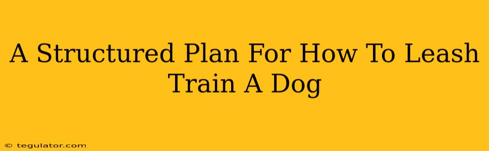 A Structured Plan For How To Leash Train A Dog