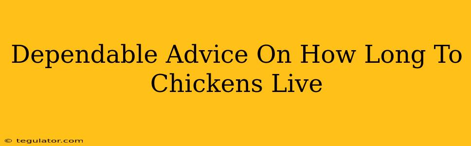 Dependable Advice On How Long To Chickens Live