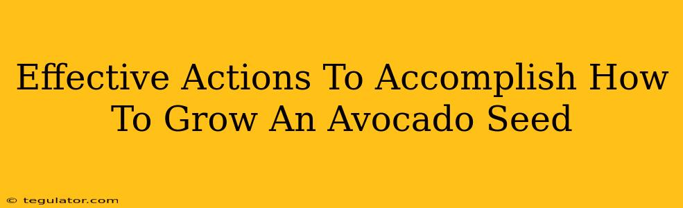 Effective Actions To Accomplish How To Grow An Avocado Seed