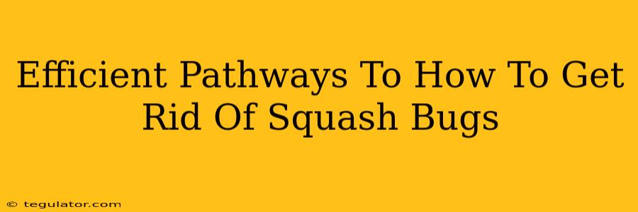 Efficient Pathways To How To Get Rid Of Squash Bugs