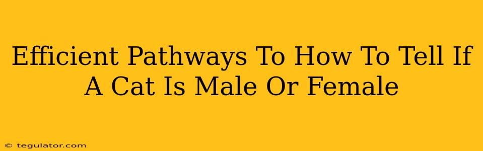 Efficient Pathways To How To Tell If A Cat Is Male Or Female