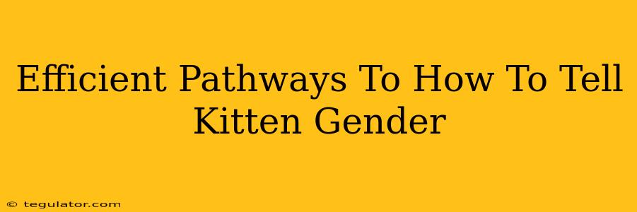 Efficient Pathways To How To Tell Kitten Gender