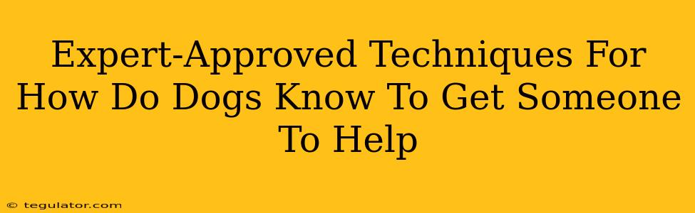 Expert-Approved Techniques For How Do Dogs Know To Get Someone To Help