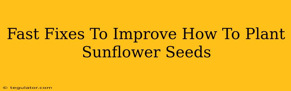 Fast Fixes To Improve How To Plant Sunflower Seeds