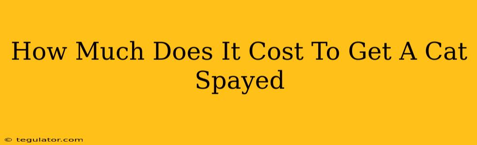 How Much Does It Cost To Get A Cat Spayed