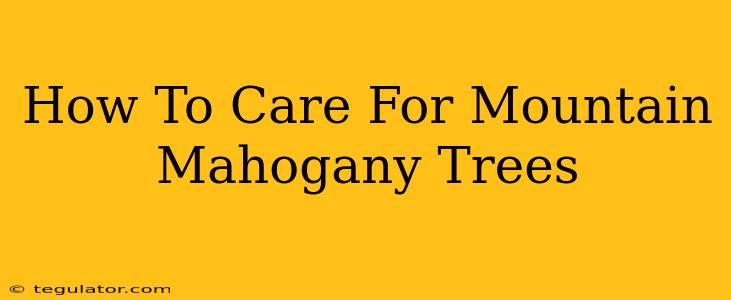 How To Care For Mountain Mahogany Trees