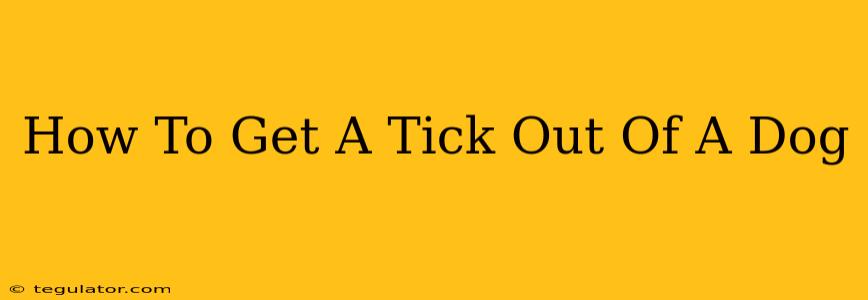 How To Get A Tick Out Of A Dog