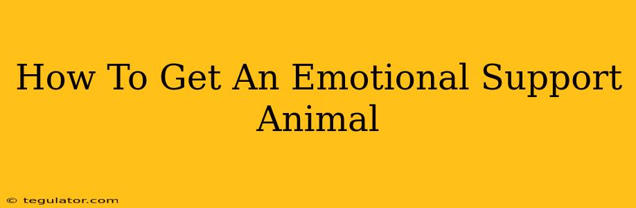 How To Get An Emotional Support Animal