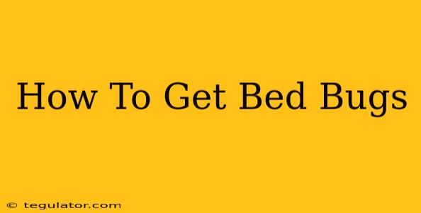 How To Get Bed Bugs