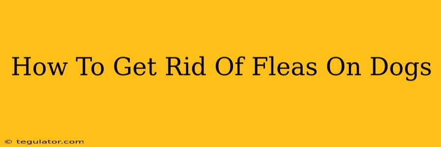 How To Get Rid Of Fleas On Dogs