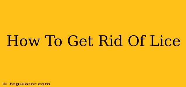 How To Get Rid Of Lice