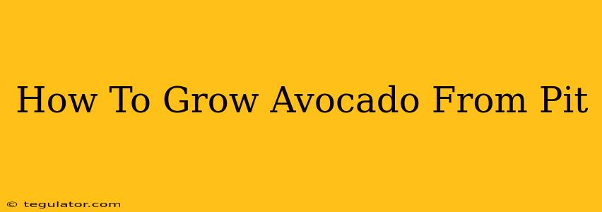 How To Grow Avocado From Pit