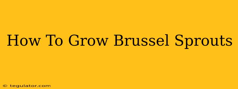 How To Grow Brussel Sprouts