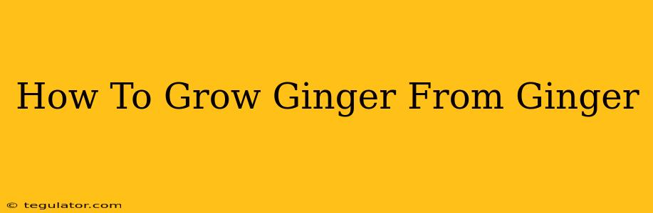 How To Grow Ginger From Ginger