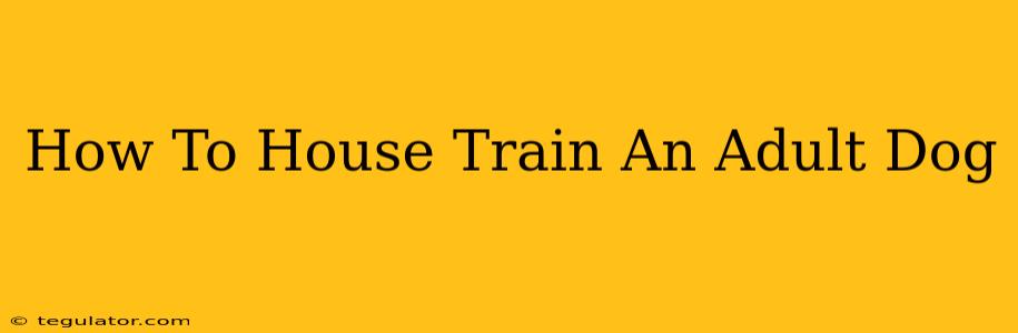 How To House Train An Adult Dog