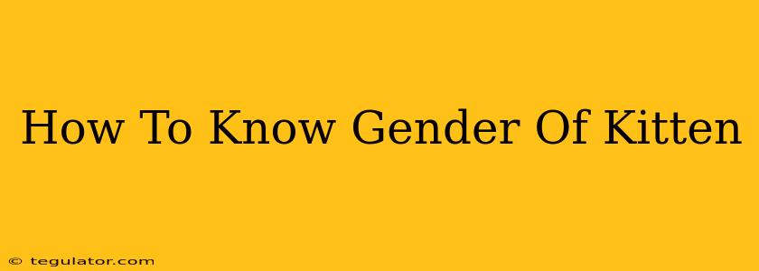 How To Know Gender Of Kitten