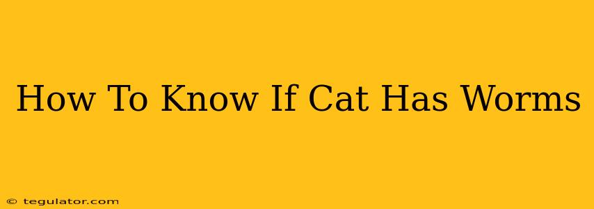 How To Know If Cat Has Worms