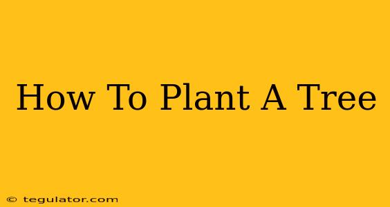 How To Plant A Tree