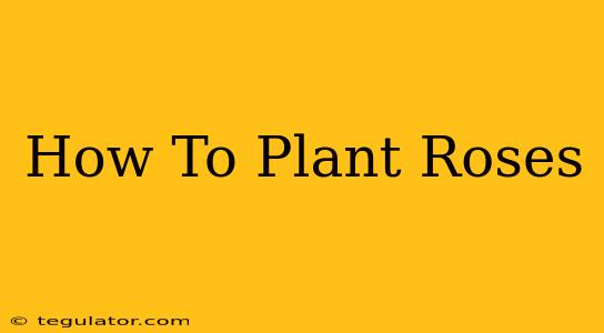 How To Plant Roses