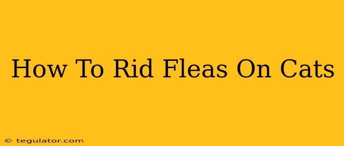 How To Rid Fleas On Cats