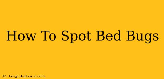 How To Spot Bed Bugs