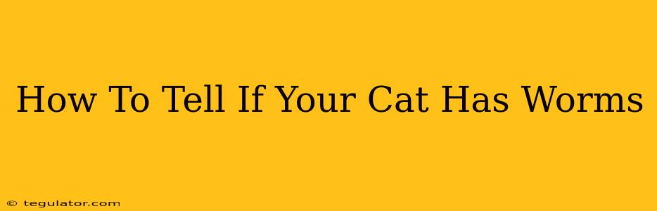 How To Tell If Your Cat Has Worms