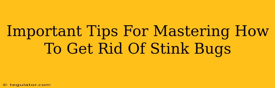 Important Tips For Mastering How To Get Rid Of Stink Bugs