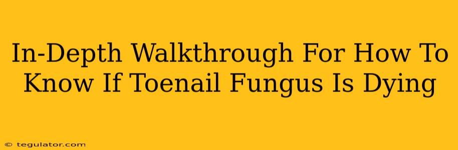 In-Depth Walkthrough For How To Know If Toenail Fungus Is Dying