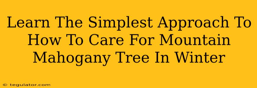 Learn The Simplest Approach To How To Care For Mountain Mahogany Tree In Winter