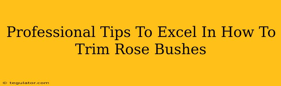 Professional Tips To Excel In How To Trim Rose Bushes