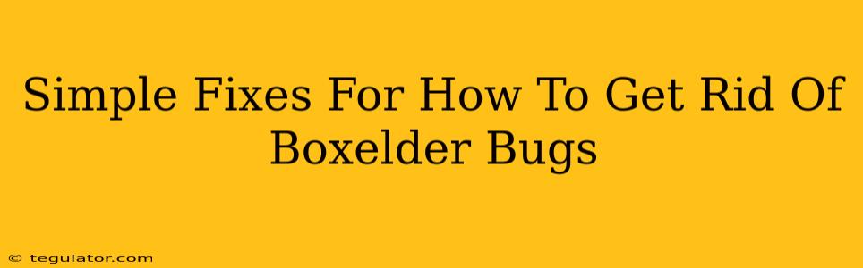 Simple Fixes For How To Get Rid Of Boxelder Bugs