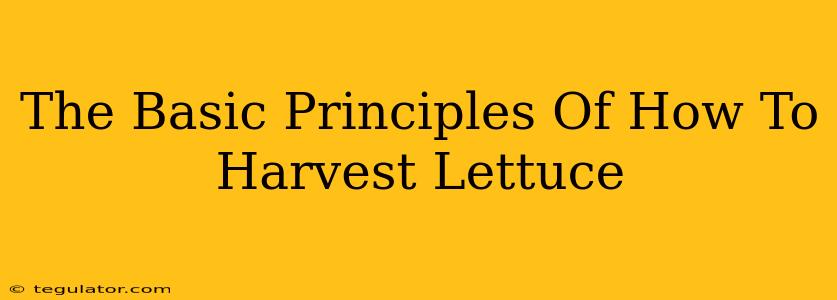 The Basic Principles Of How To Harvest Lettuce