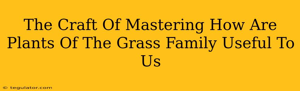 The Craft Of Mastering How Are Plants Of The Grass Family Useful To Us