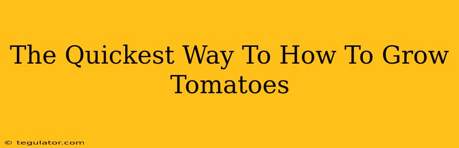 The Quickest Way To How To Grow Tomatoes