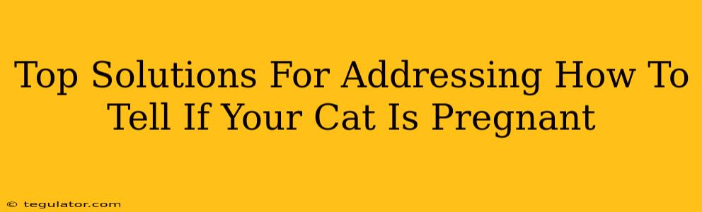 Top Solutions For Addressing How To Tell If Your Cat Is Pregnant