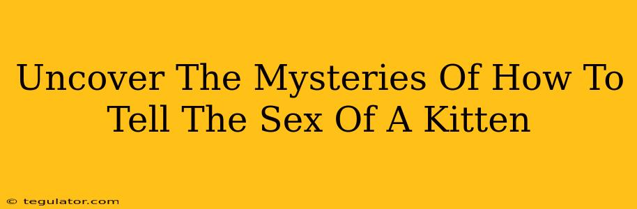 Uncover The Mysteries Of How To Tell The Sex Of A Kitten