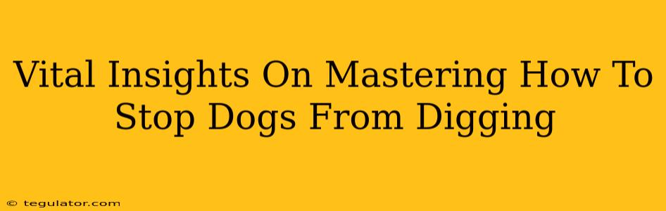 Vital Insights On Mastering How To Stop Dogs From Digging